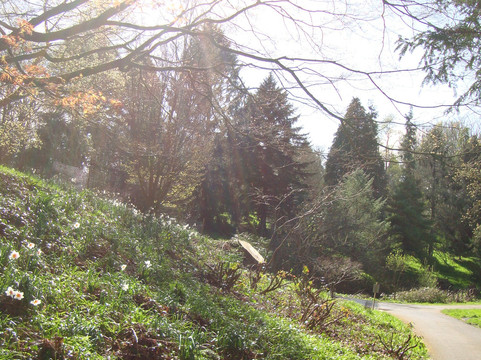 Sir Harold Hillier Gardens-罗姆西必去景点