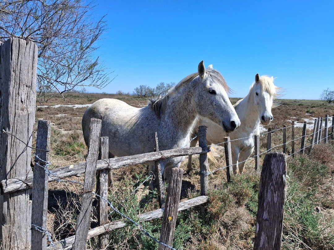 Camargue Alpilles Safaris-阿尔勒必去景点