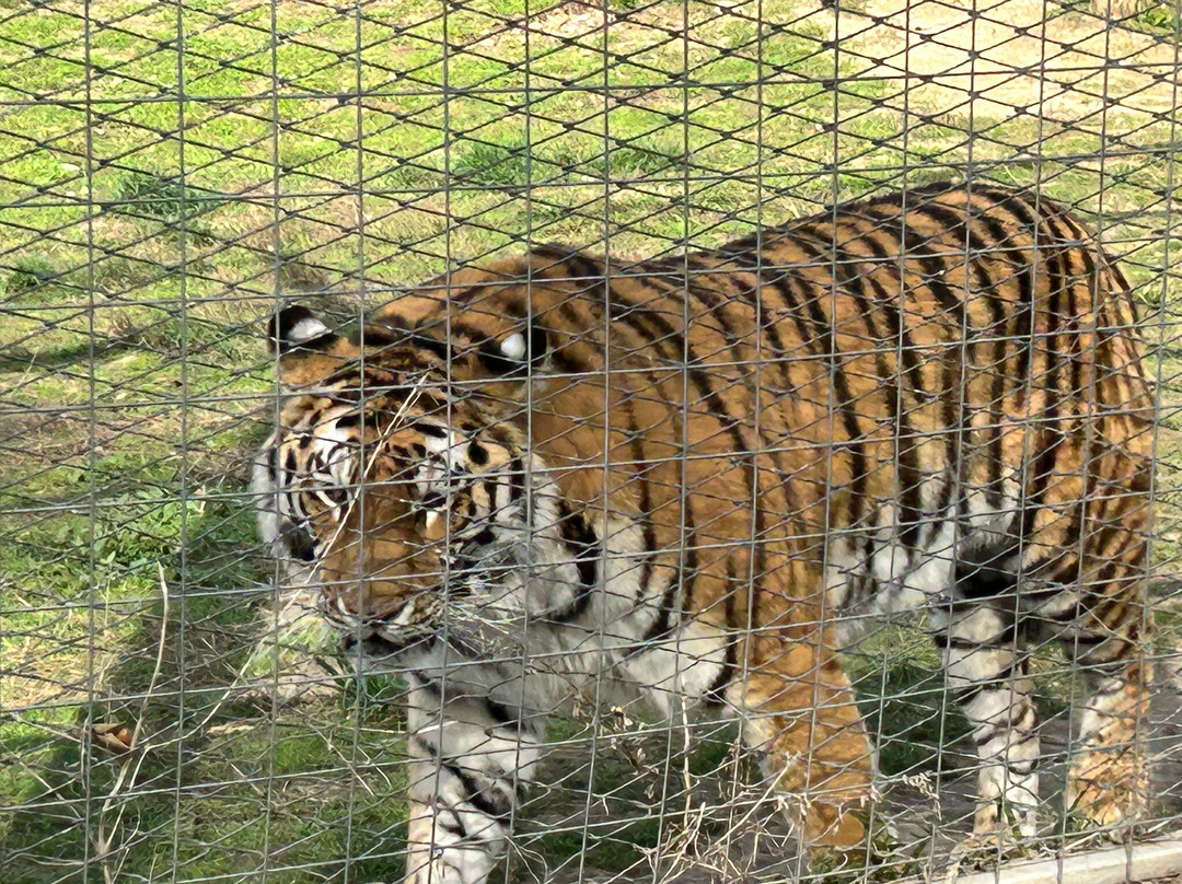 Almaty Zoo-阿拉木图必去景点