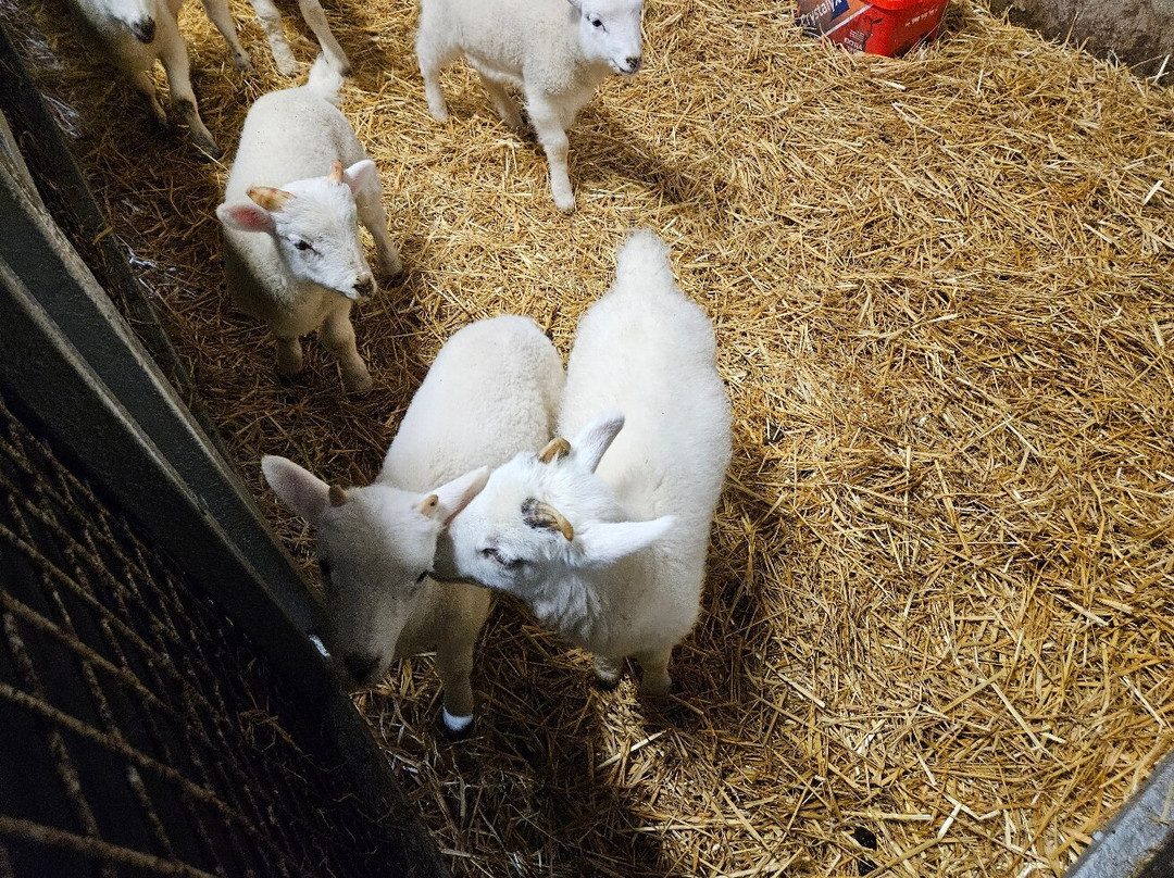 Killary Sheep Farm-Leenane必去景点