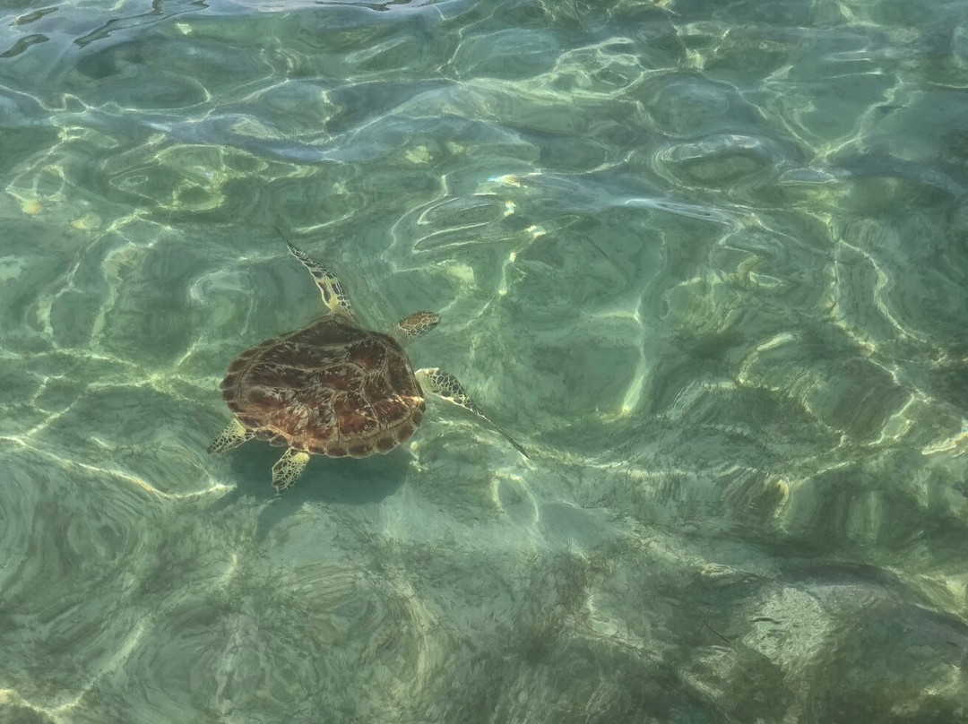 Vitamin Sea Mauritius-黑河必去景点