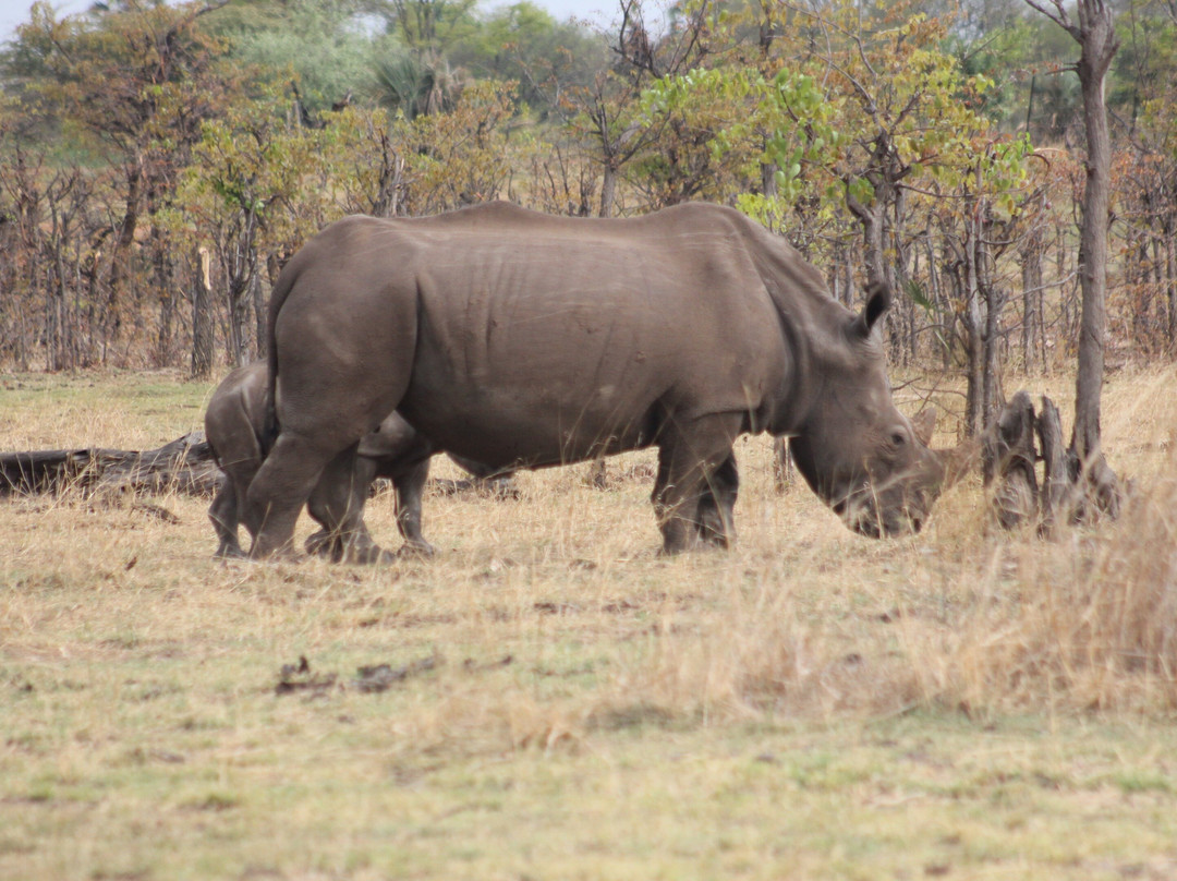 Lwizi Eco Safaris And Adventure Tours-李文斯顿必去景点