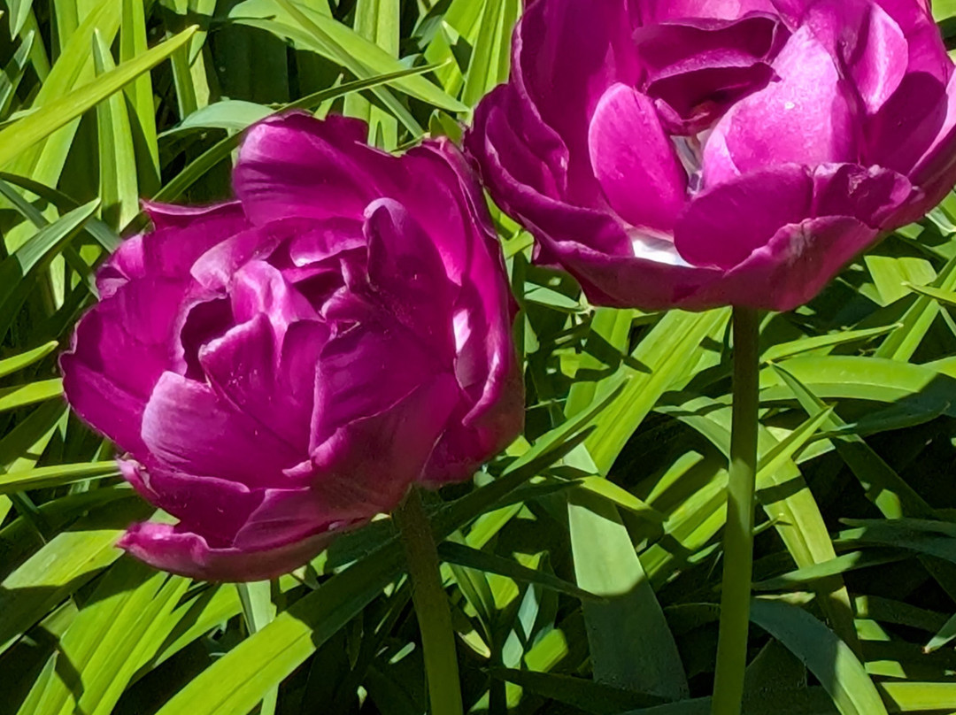 Green Island Gardens-Ardleigh必去景点