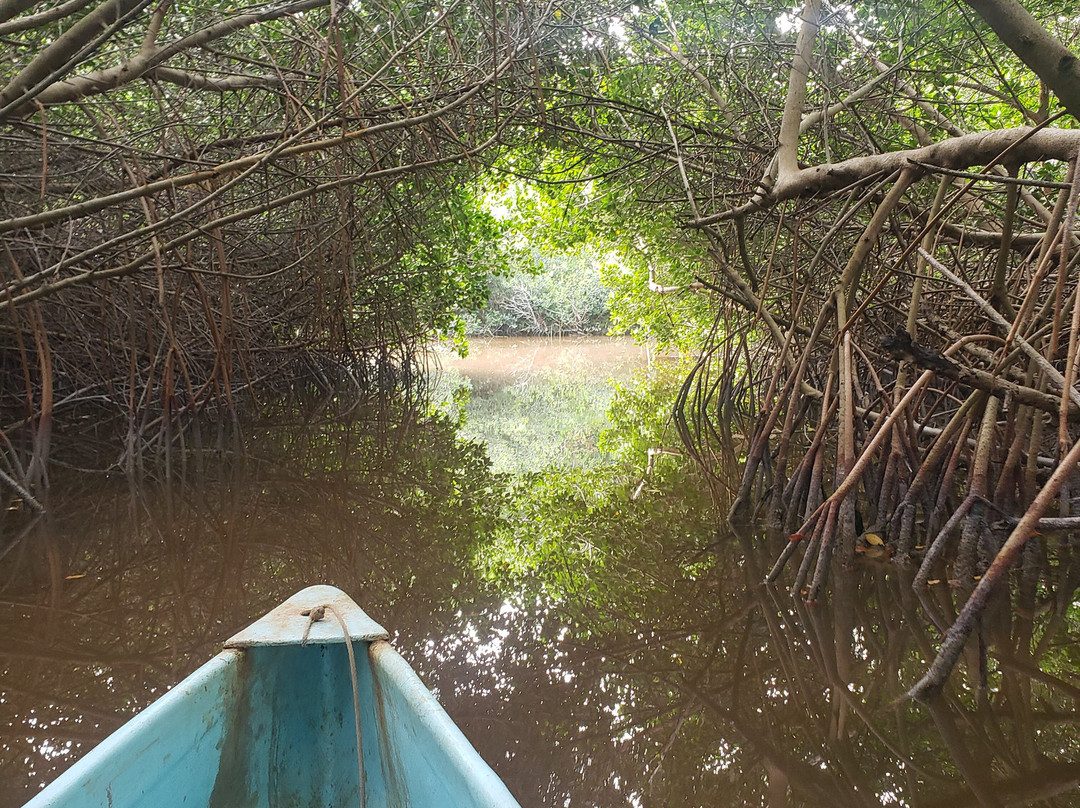 Guardianes De Los Manglares De Dzinintún-塞莱斯顿必去景点