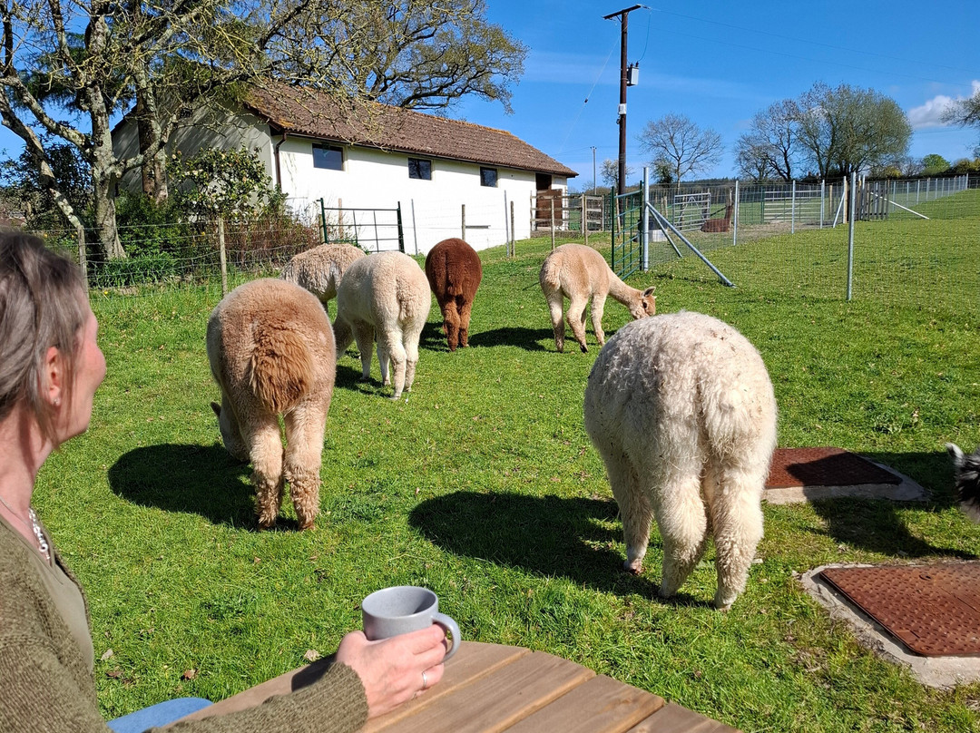 Reservoir Alpacas-Chard必去景点