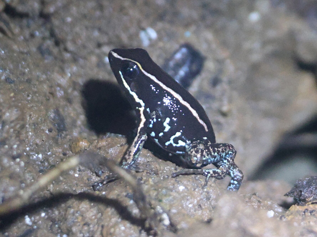 Ranario Monteverde Frog Pond-圣埃伦娜必去景点