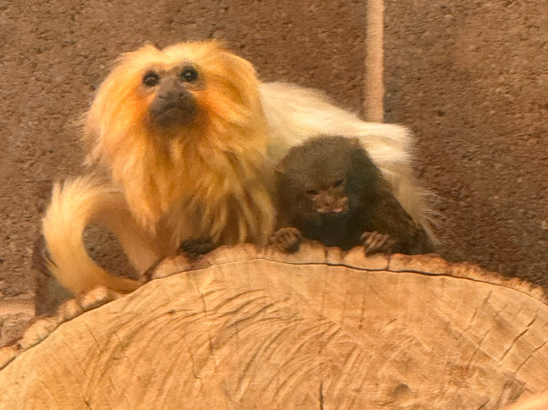 Belfast Zoo-Newtownabbey必去景点