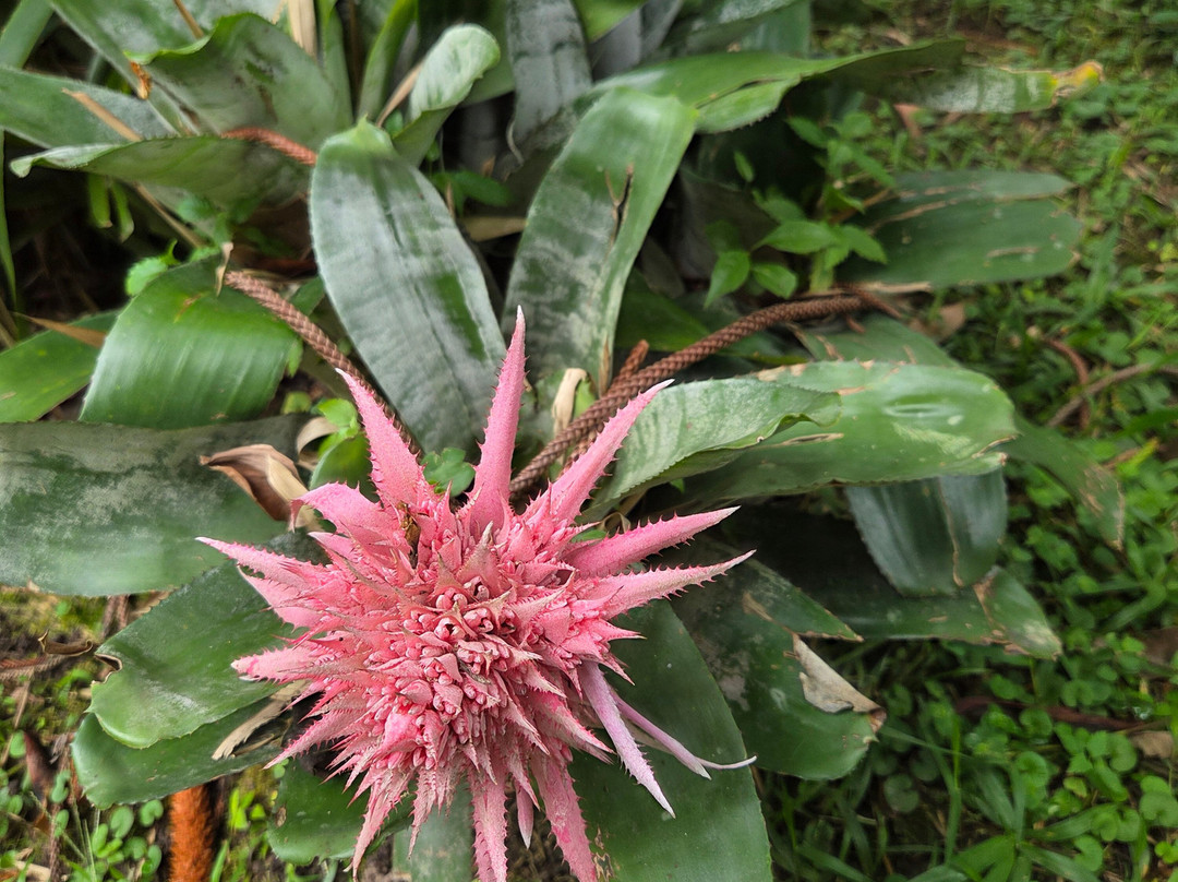 Hacienda Coloma-Fusagasuga必去景点