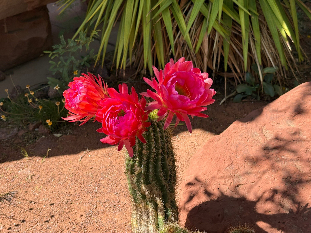 Red Hills Desert Garden-圣乔治必去景点