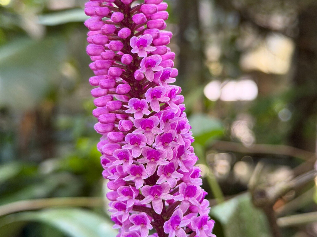 Monteverde Orchid Garden-圣埃伦娜必去景点