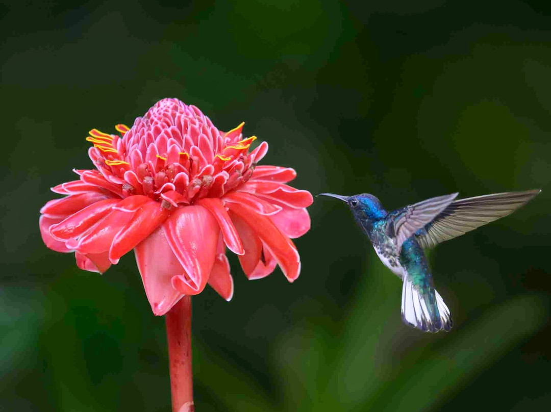 Costa Rica Focus-圣何塞必去景点