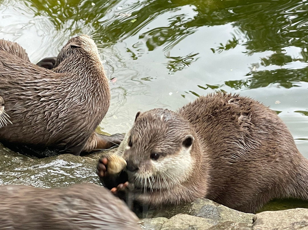 Exotic Zoo Wildlife Park + Natural History & Dino Museum-特尔福德必去景点