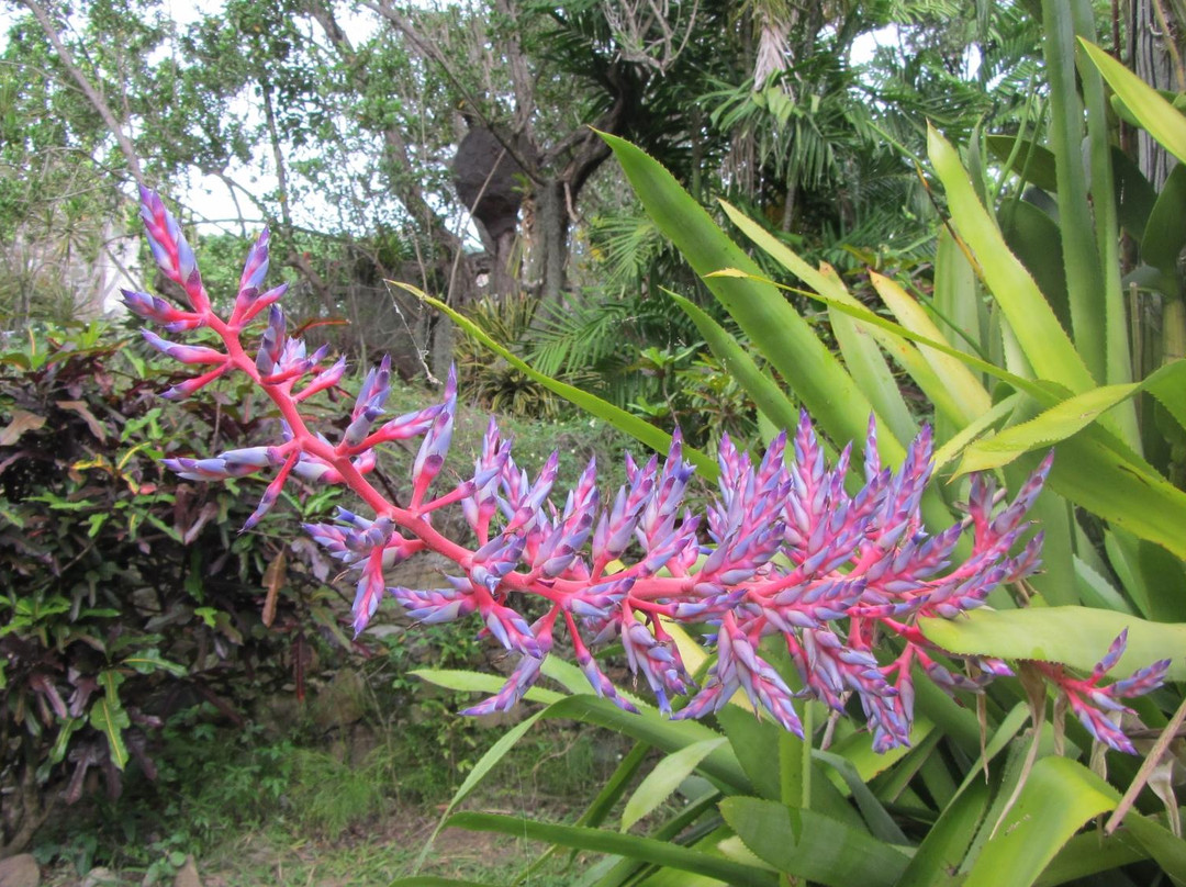 St. George Village Botanical Garden-Frederiksted必去景点