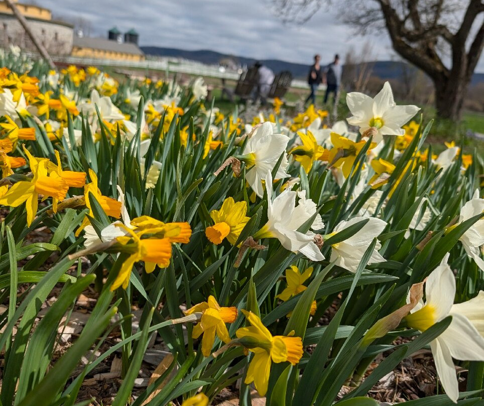 Hancock Shaker Village-皮茨菲尔德必去景点