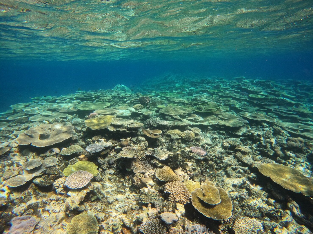 IRIOMOTE ADVENTURE PiPi-竹富町西表岛必去景点