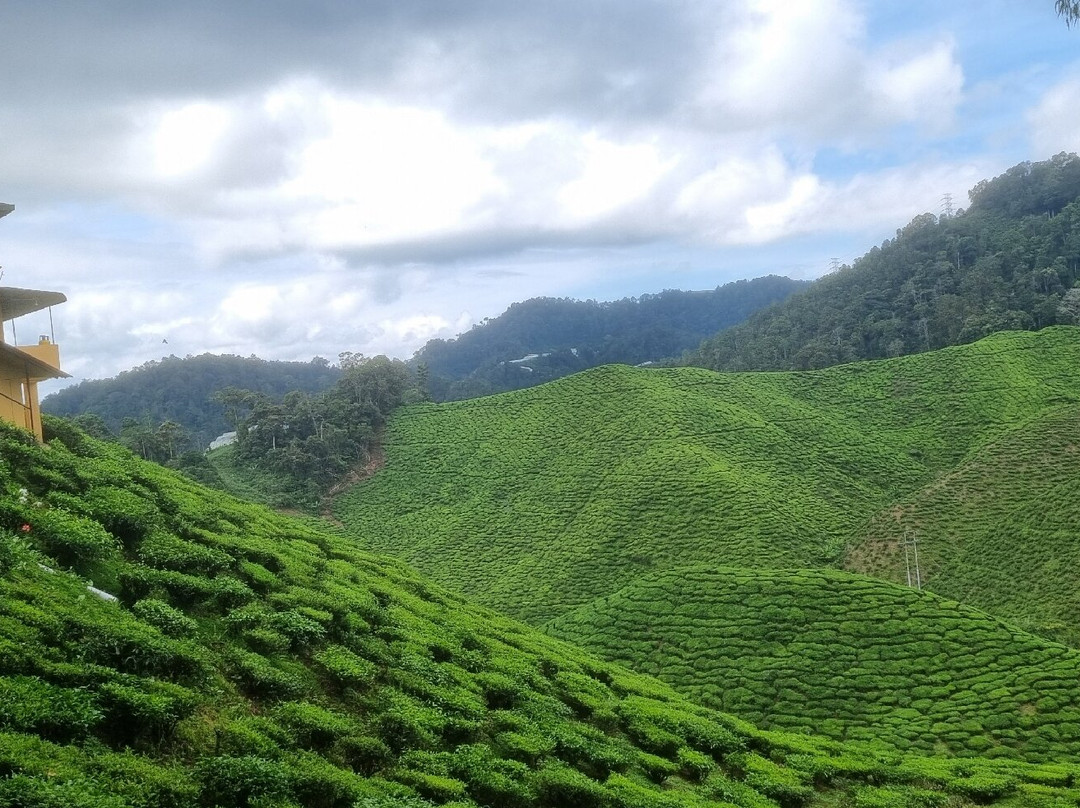 Cameron Bharat Tea Estate-丹那拉塔必去景点