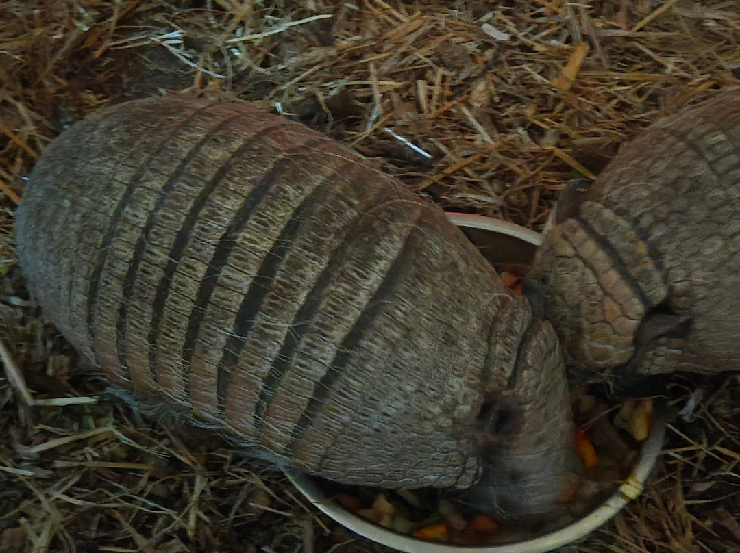 Exotic Zoo Wildlife Park + Natural History & Dino Museum-特尔福德必去景点