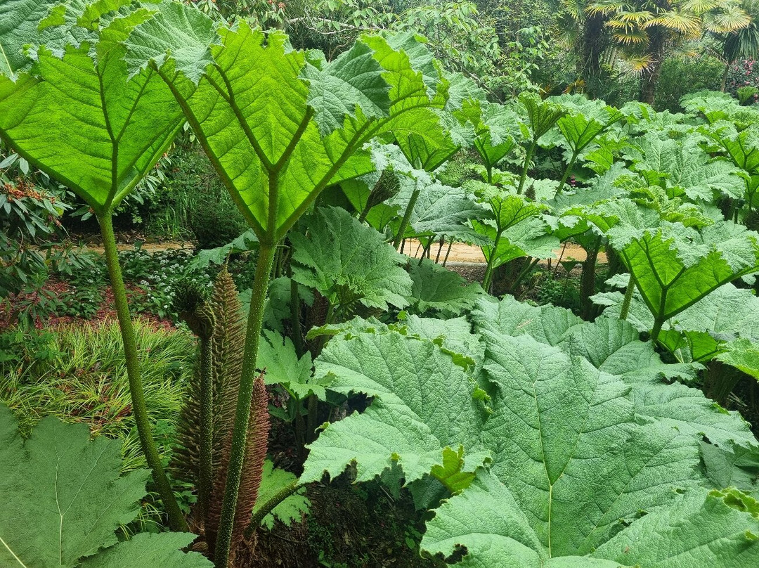 Abbotsbury Subtropical Gardens-Abbotsbury必去景点