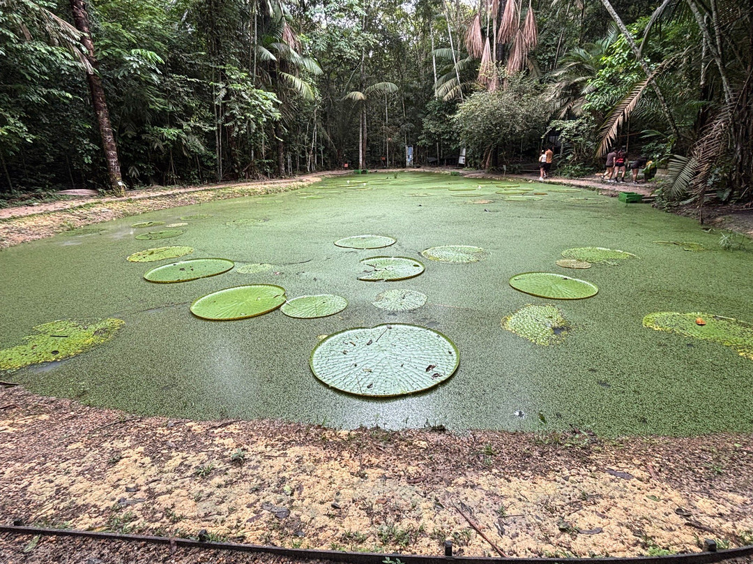 Museu da Amazonia (MUSA)-玛瑙斯必去景点