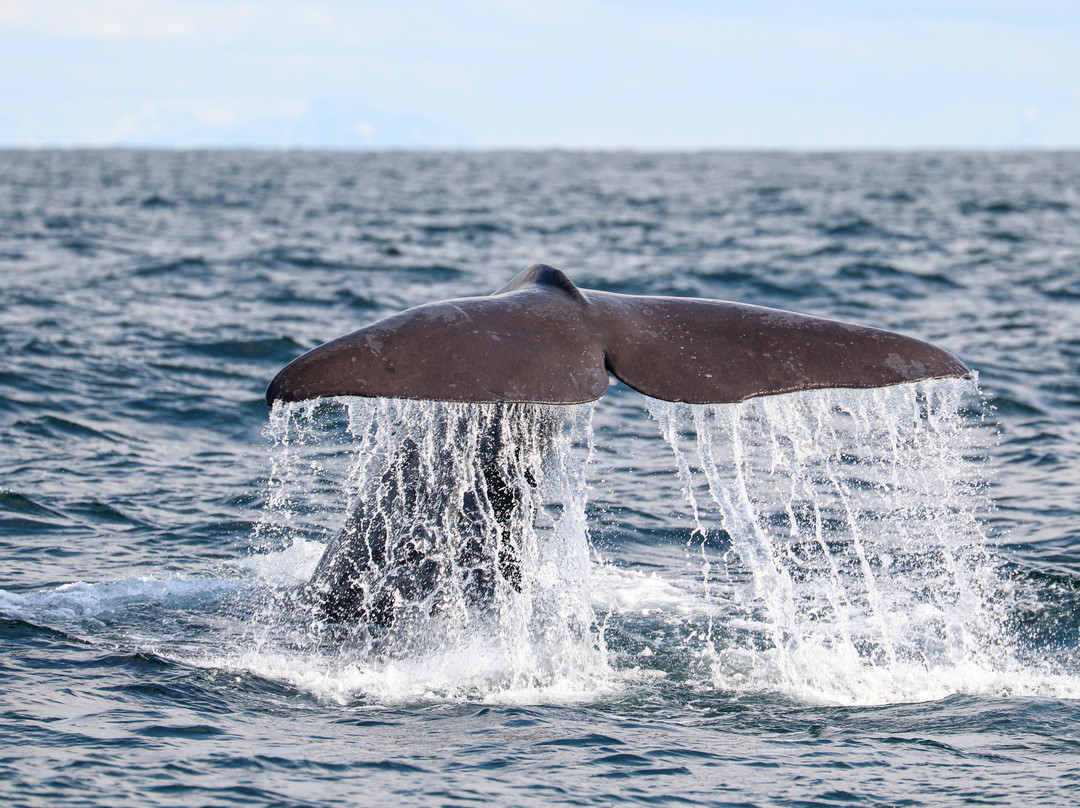 Arctic Whale Tours - Andenes-Andenes必去景点