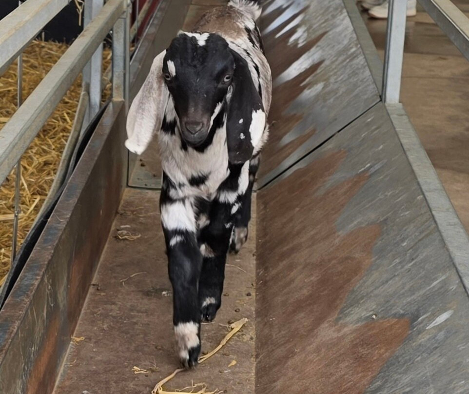 Dalscone Farm Fun-邓弗里斯必去景点