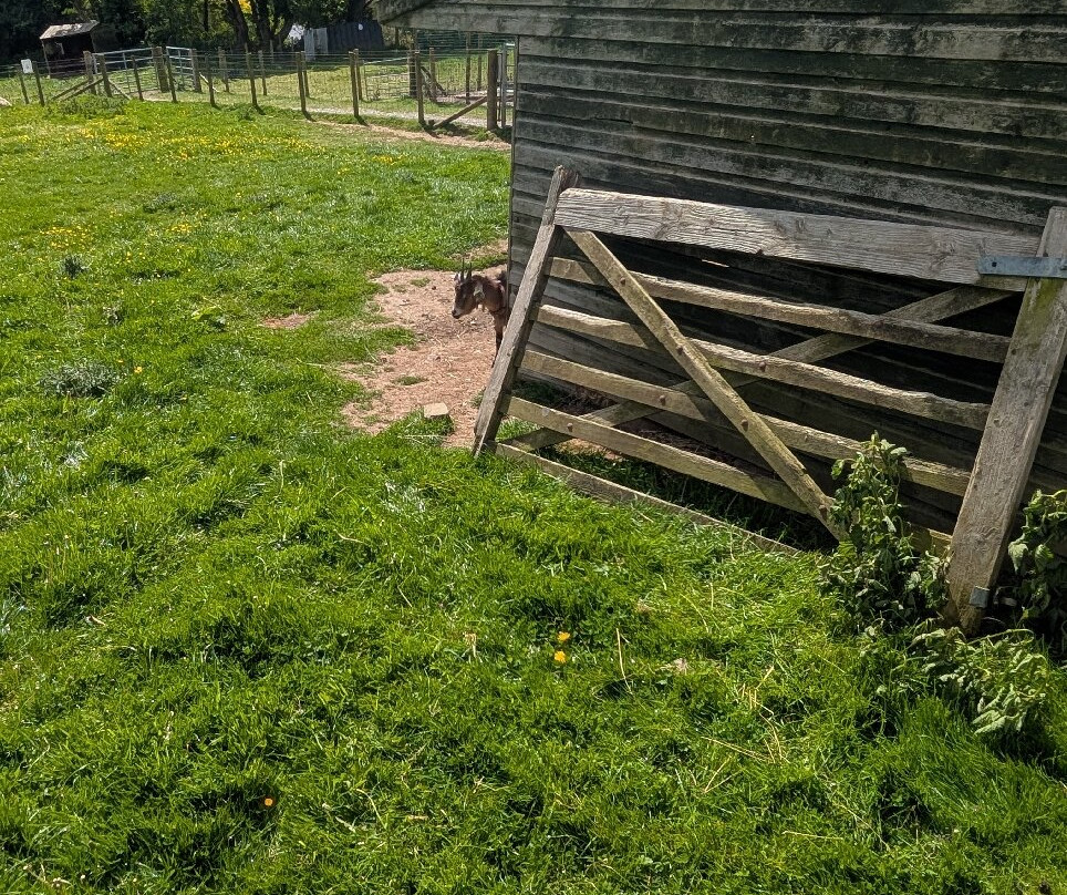 Dwyfor Ranch Rabbit Farm and Animal Park-Llanystumdwy必去景点