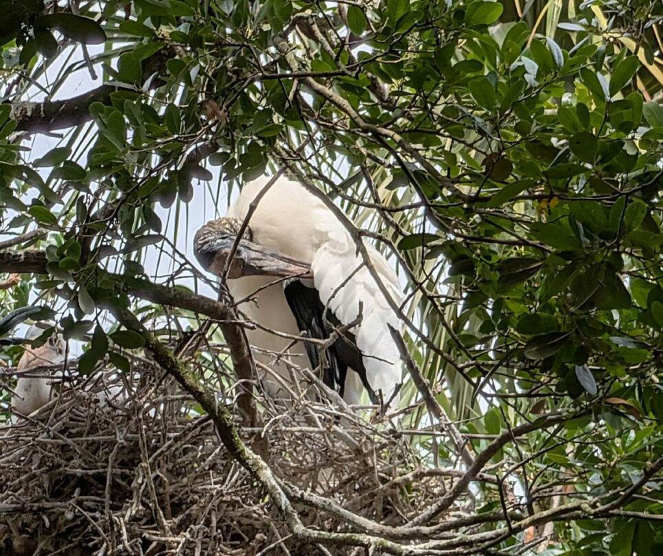 St. Augustine Alligator Farm Zoological Park-圣奥古斯丁必去景点