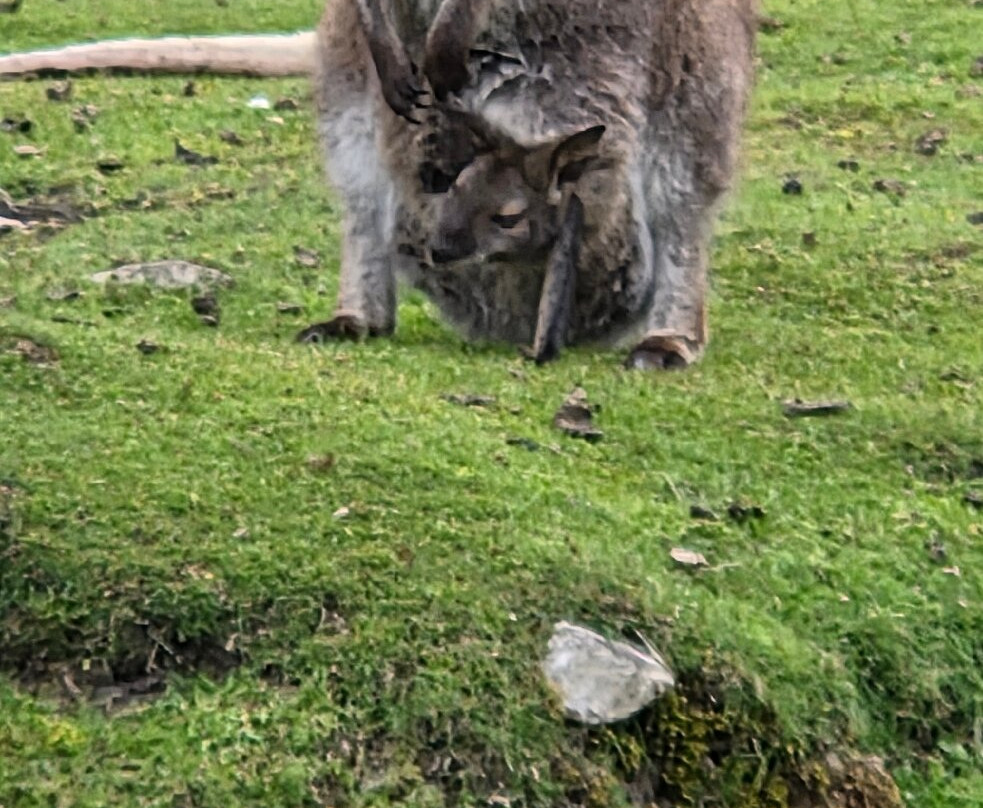 Errigal View Pet Farm-Gweedore必去景点