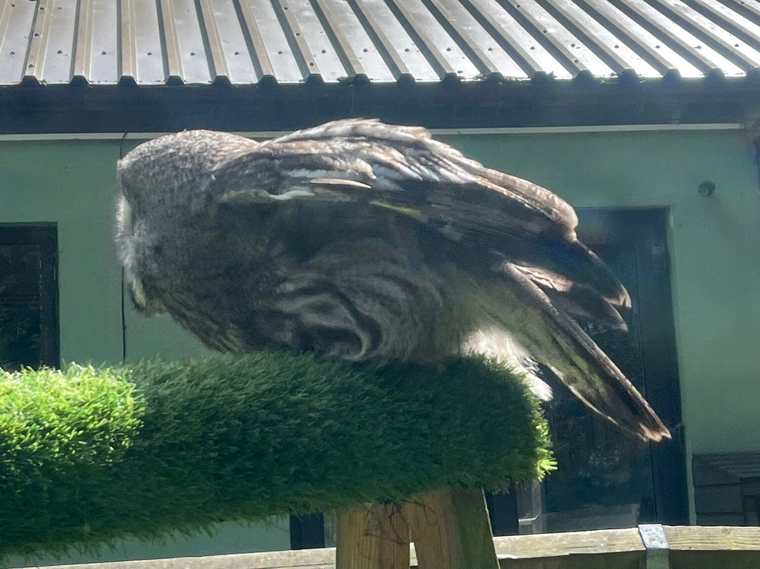 Bridlington Animal Park-布里德灵顿必去景点