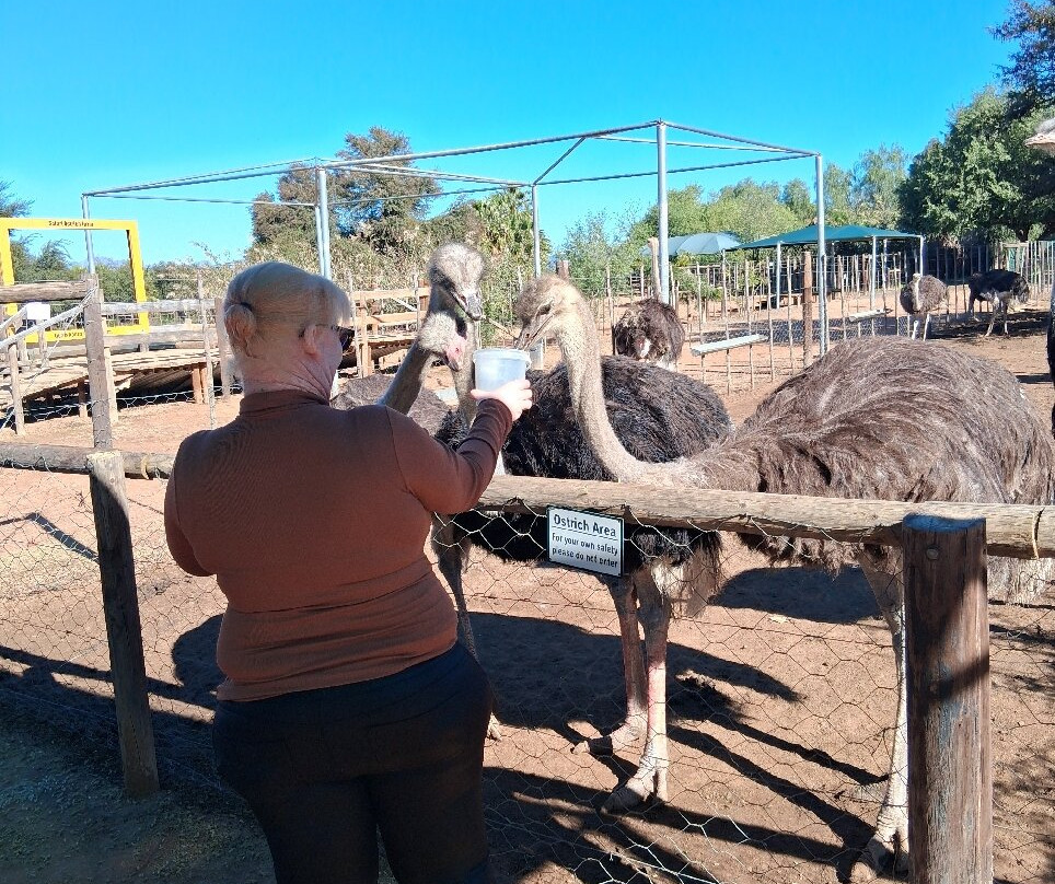 Safari Ostrich Farm-奥兹洪必去景点