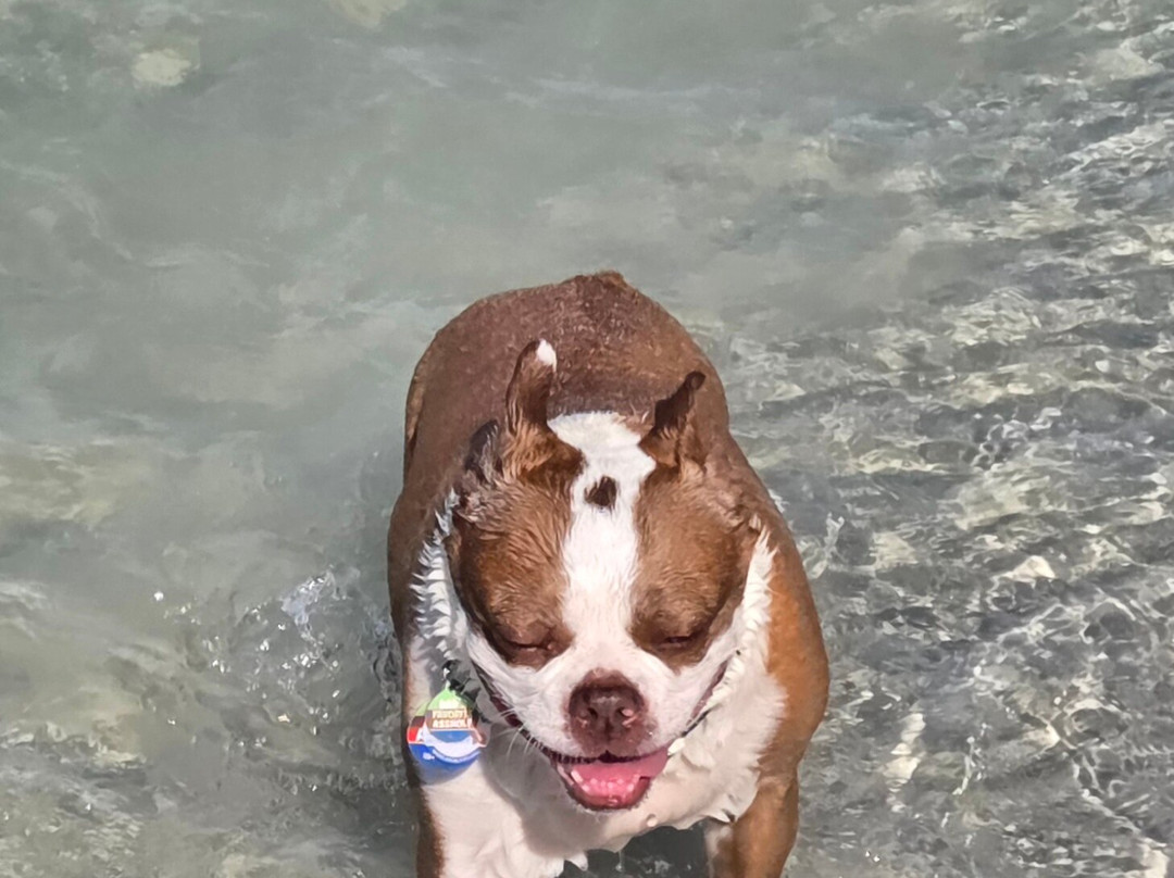 Bonita Springs Dog Park-博尼塔斯普林斯必去景点