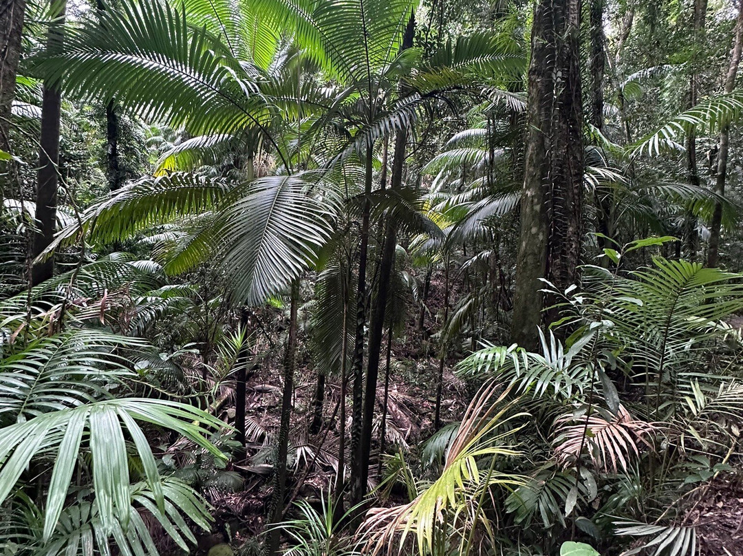 Finch Hatton Gorge-Finch Hatton必去景点