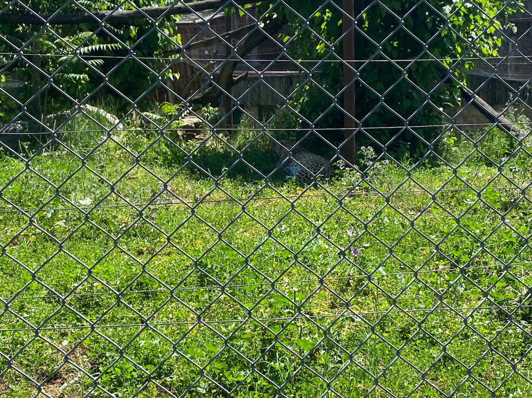 Skopje ZOO-斯科普里必去景点