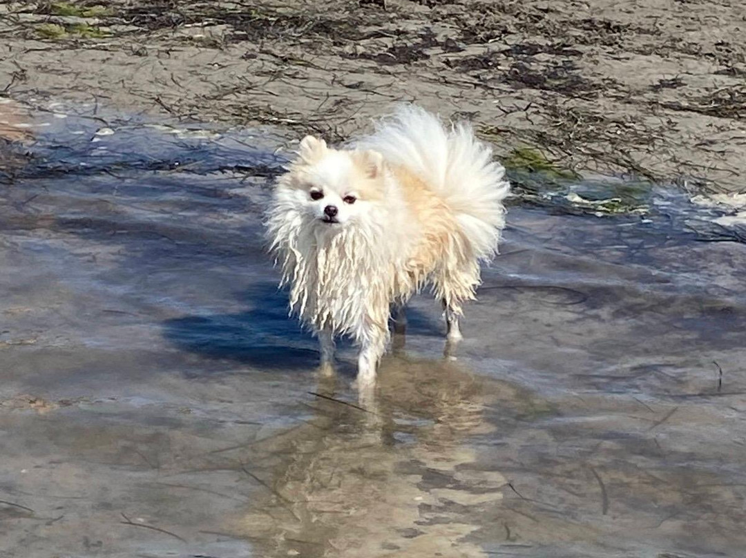 La Spiaggia di Snoopy-Grado Pineta必去景点