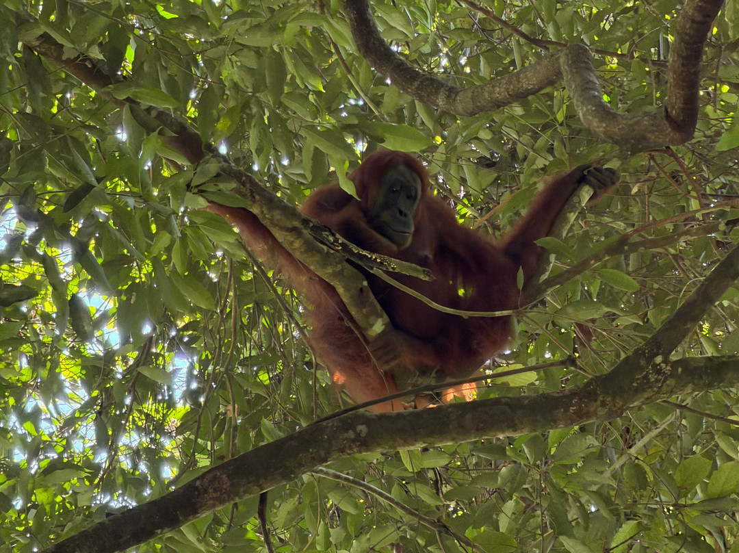 Bukit Lawang Trekking-武吉拉旺必去景点