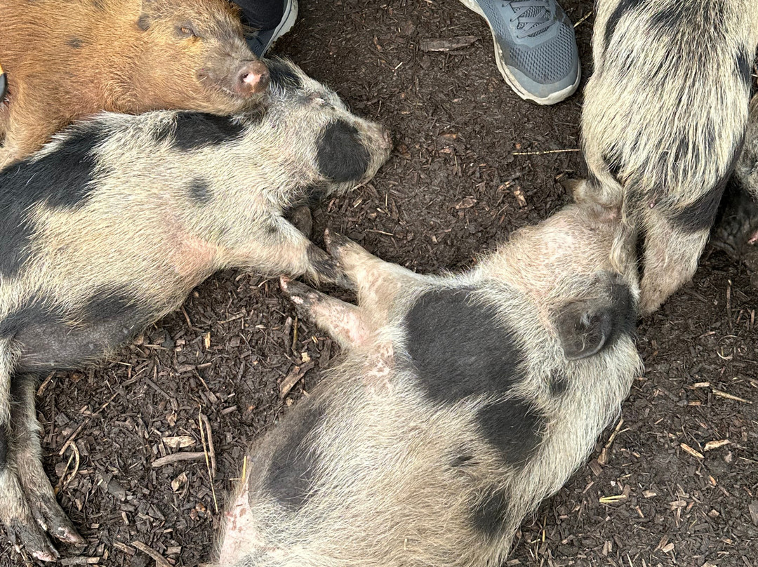 Kew Little Pigs Farm Ltd-Amersham必去景点