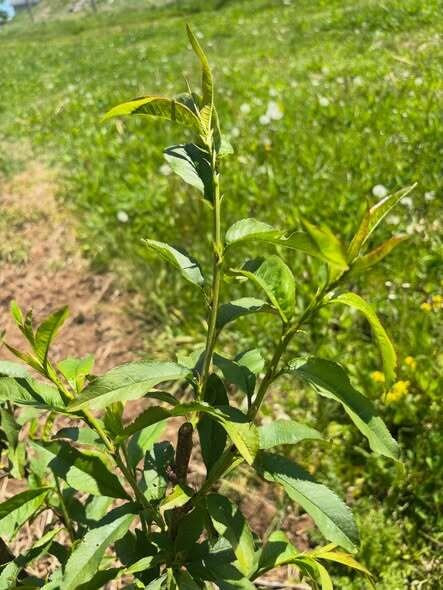 Oakwood Fruit Farm-Richland Center必去景点