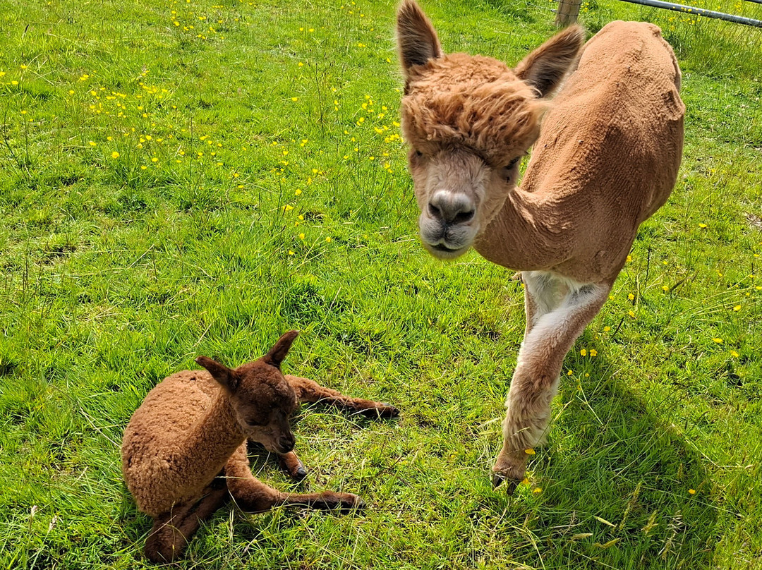 Bardsea Alpacas And Llamas-Bardsea必去景点