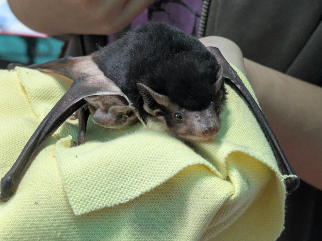 The Bat Hospital Visitor Centre- 阿瑟顿必去景点