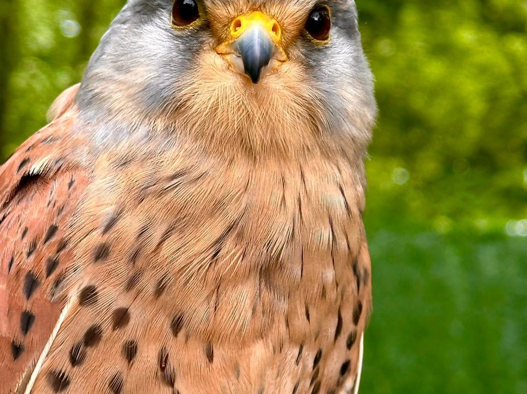 Loch Lomond Bird Of Prey Centre-Balloch必去景点