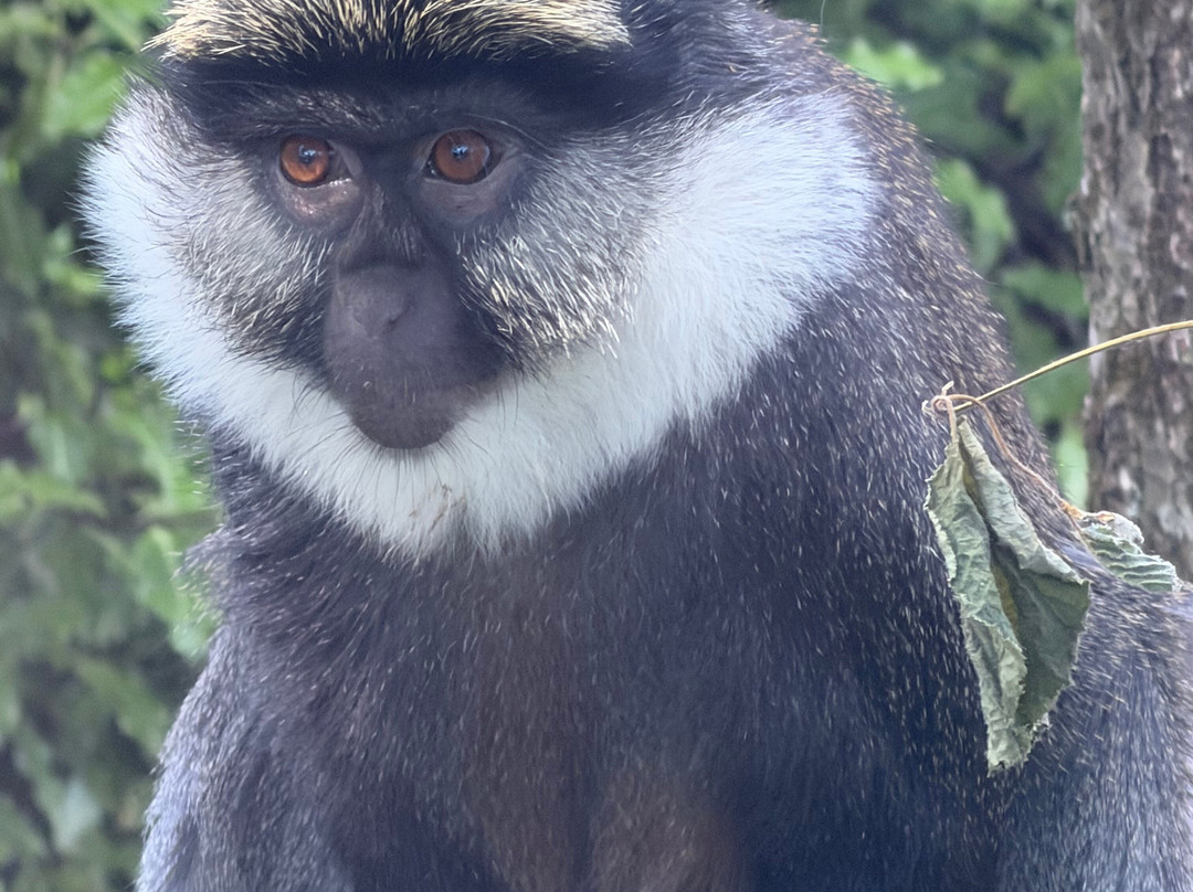 Monkey World-韦勒姆必去景点