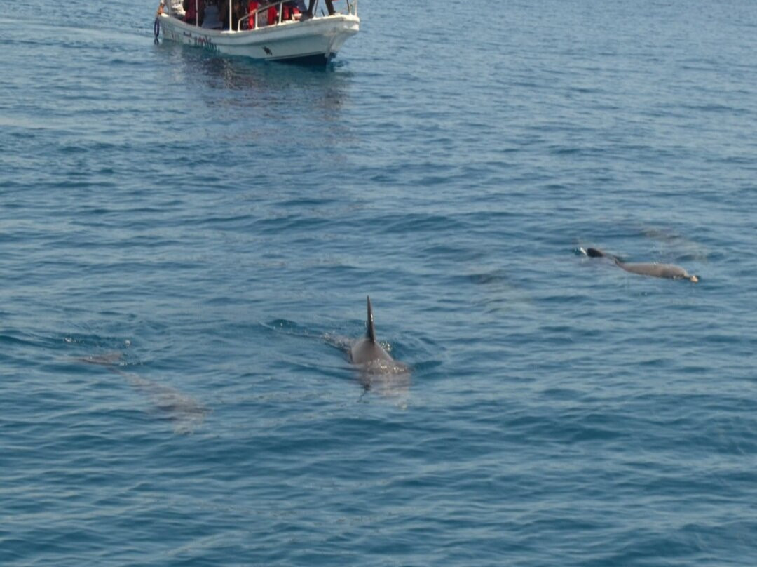 Wasini sea safaris-Wasini Island必去景点