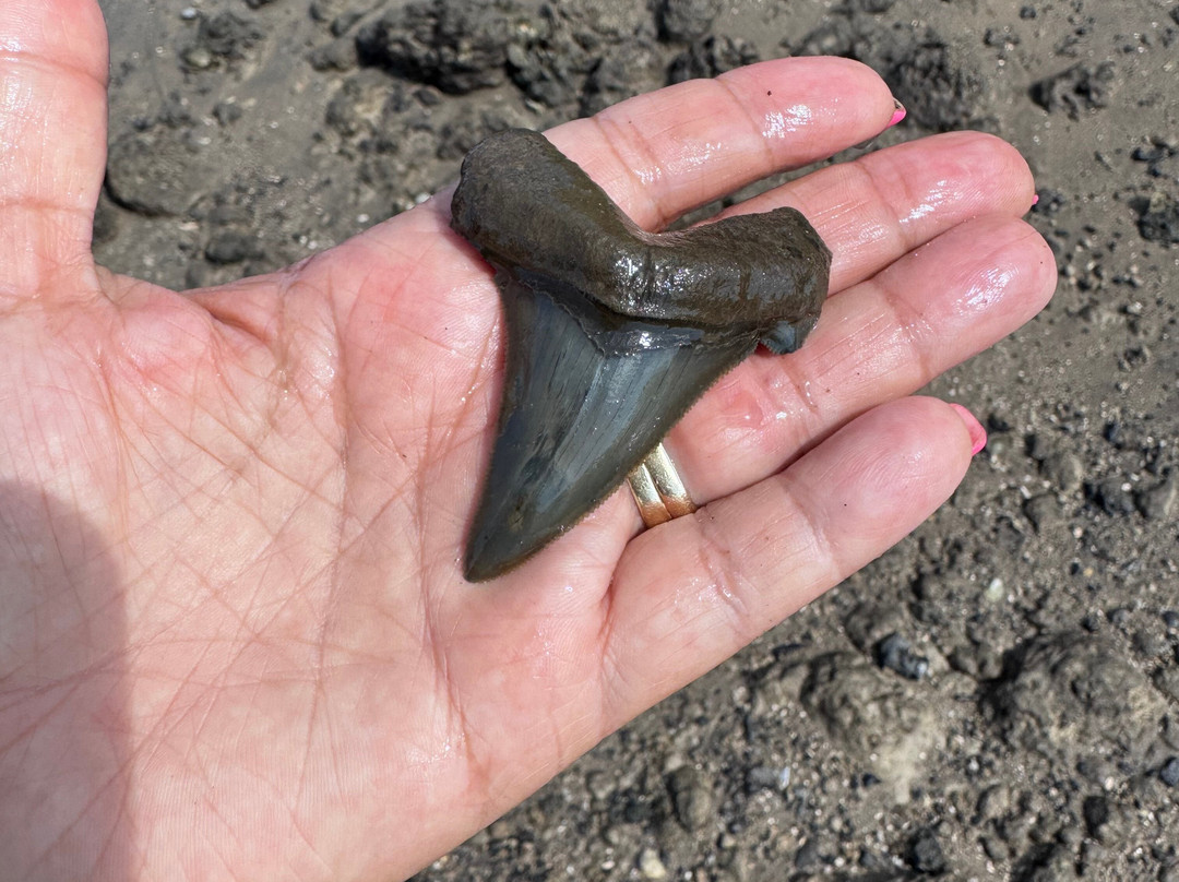 Charleston Fossil Adventures-查尔斯顿必去景点