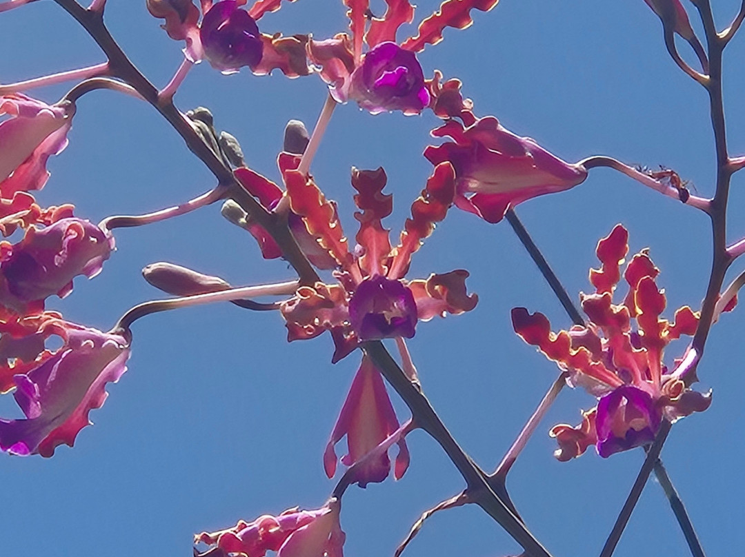 Fairchild Tropical Botanic Garden-科勒尔盖布尔斯必去景点