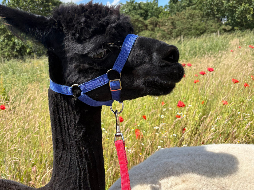 Beacon Alpacas-Husthwaite必去景点