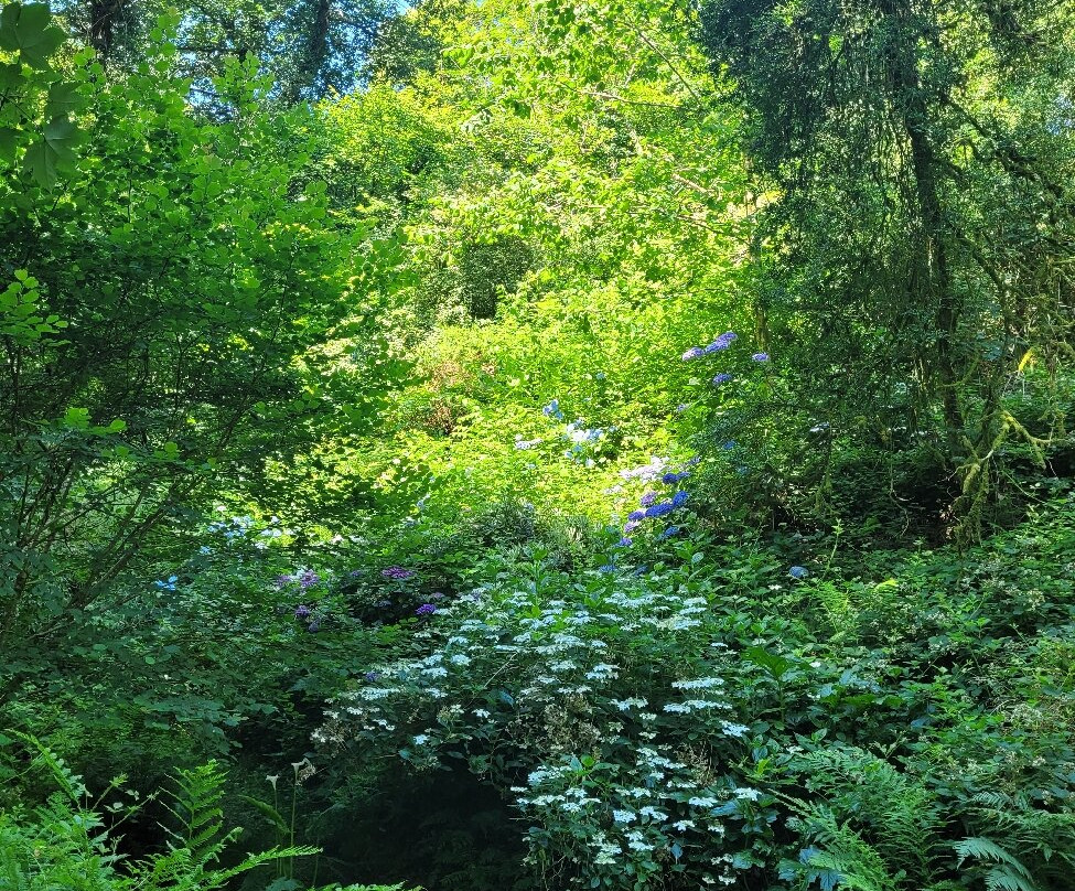 Colby Woodland Garden (National Trust)-Amroth必去景点