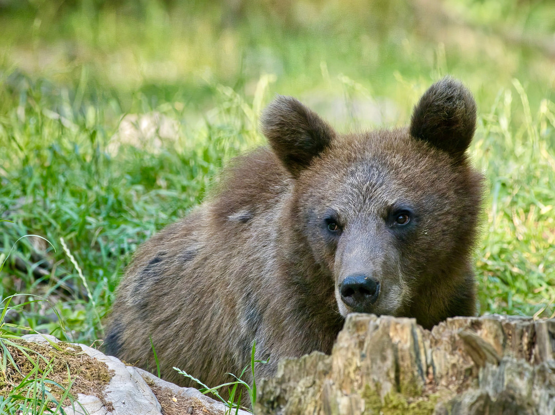 Slovenian Bears-Stari Trg pri Lozu必去景点