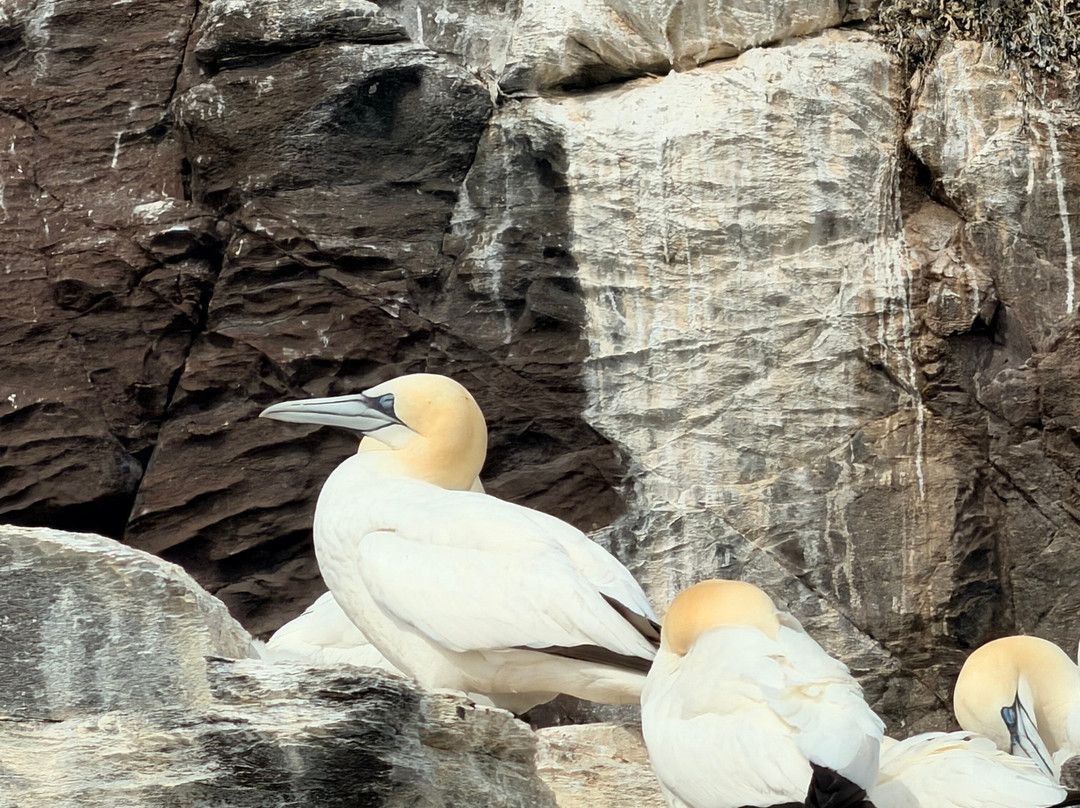 Scottish Seabird Centre-北柏威克必去景点