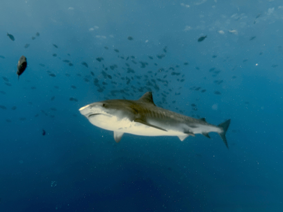 Pelagic Divers Fuvahmulah-Fuvahmulah必去景点