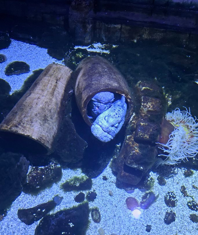 Sea Life Blankenberge-布朗肯堡必去景点